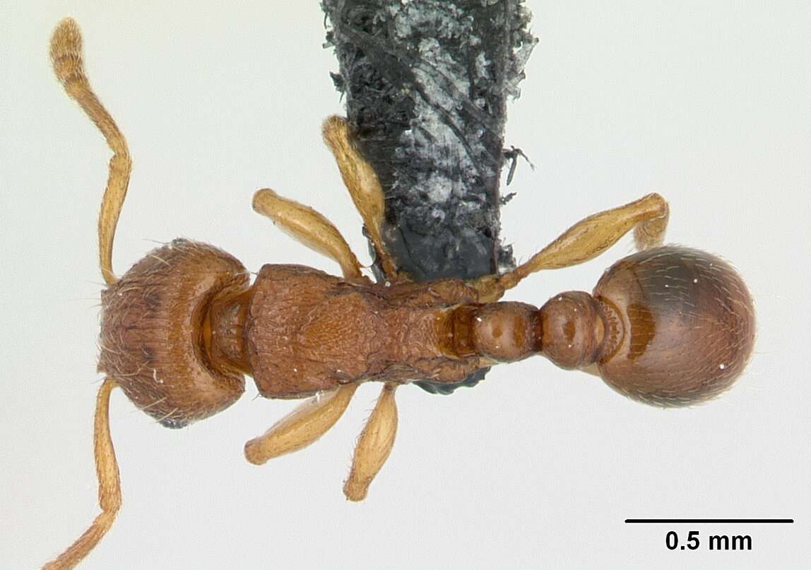 Image of Myrmicinae