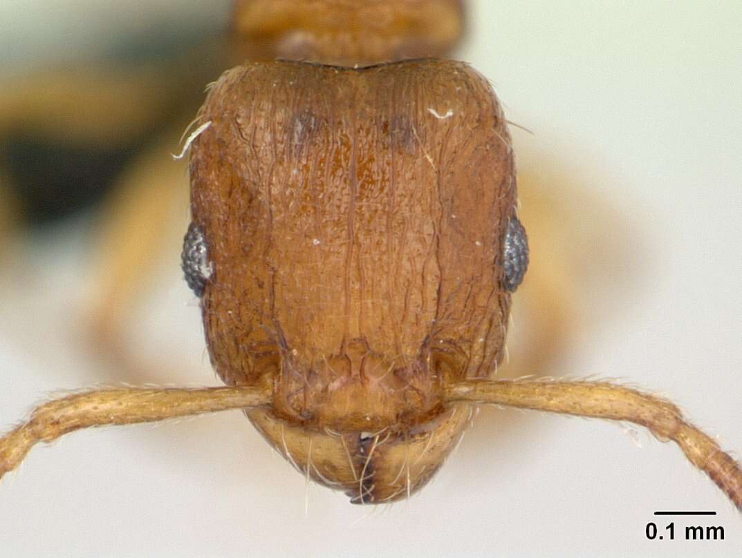 Image of Myrmicinae