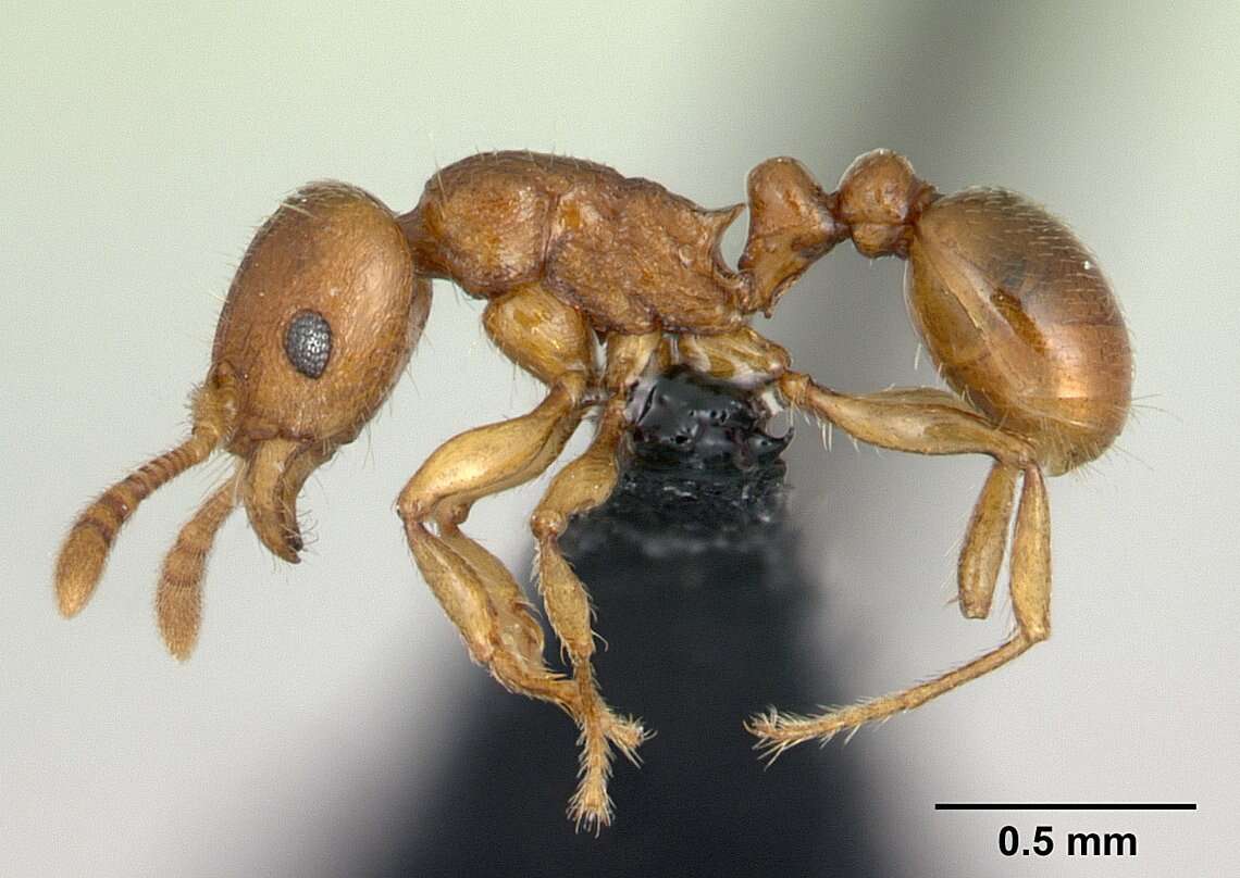 Image of Myrmicinae