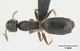 Image of Technomyrmex vitiensis