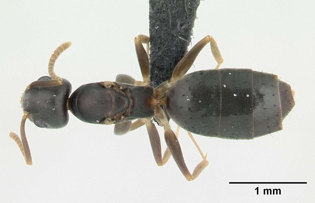 Image of Technomyrmex vitiensis