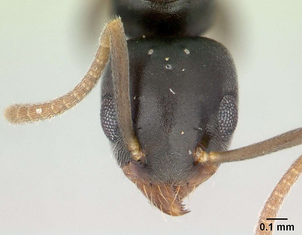 Image of Technomyrmex vitiensis