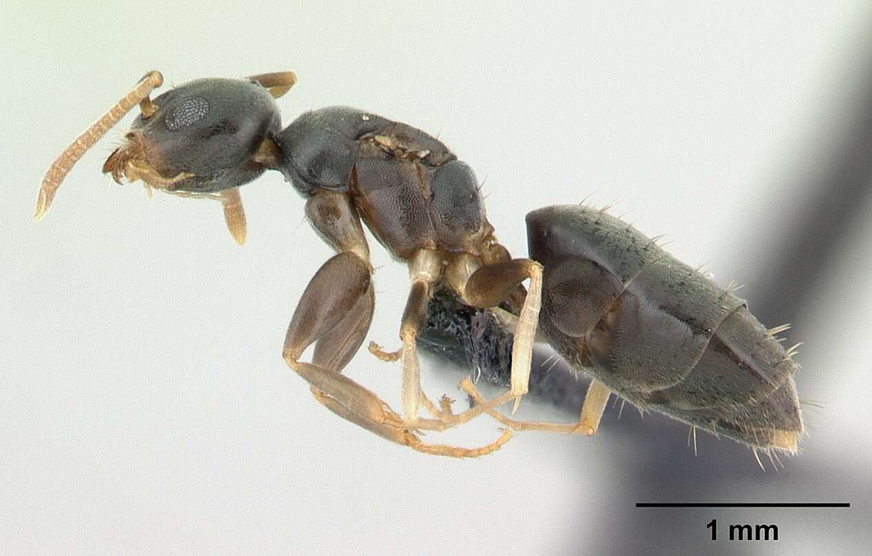 Image of Technomyrmex vitiensis