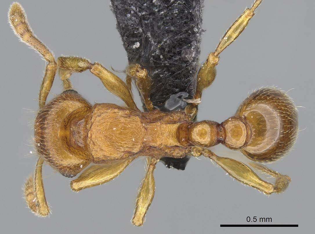 Image of Myrmicinae