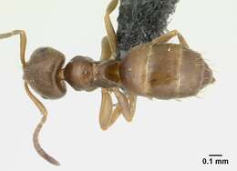 Brachymyrmex cordemoyi Forel 1895 resmi