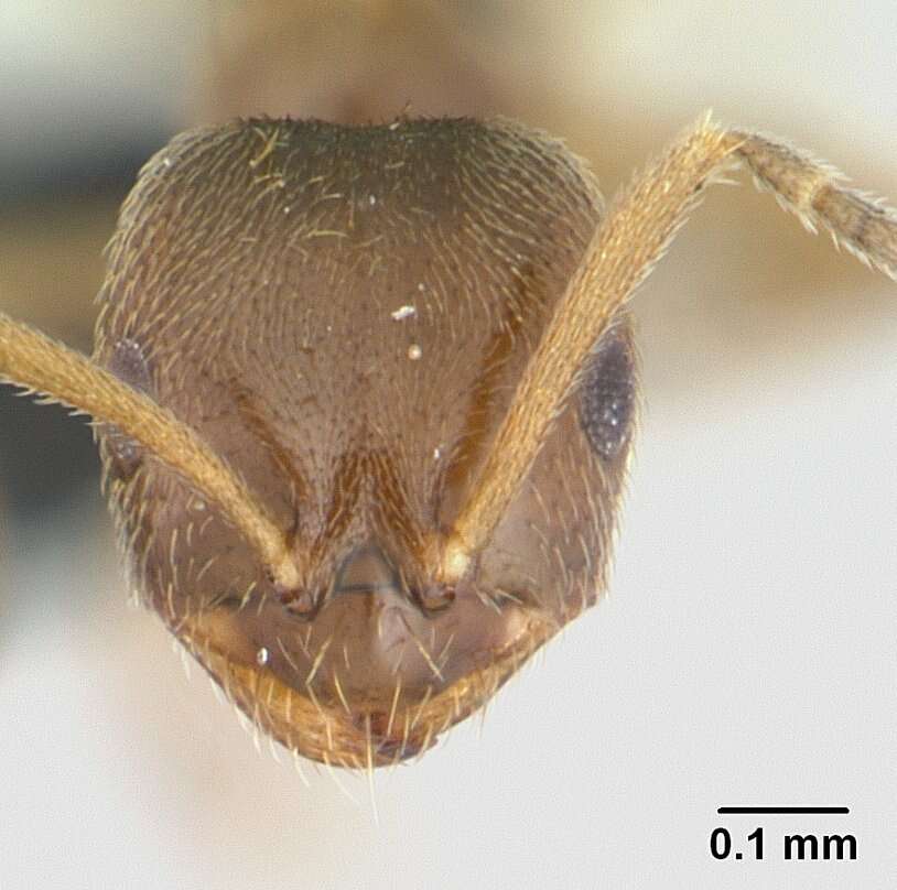 Brachymyrmex cordemoyi Forel 1895 resmi