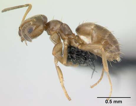 Brachymyrmex cordemoyi Forel 1895 resmi