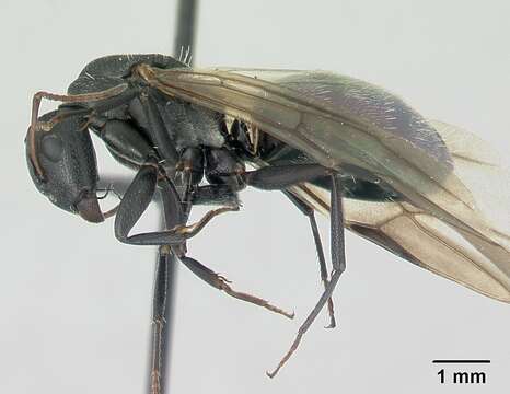 Image of Camponotus grandidieri Forel 1886