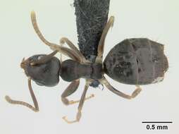 Image of Technomyrmex vitiensis