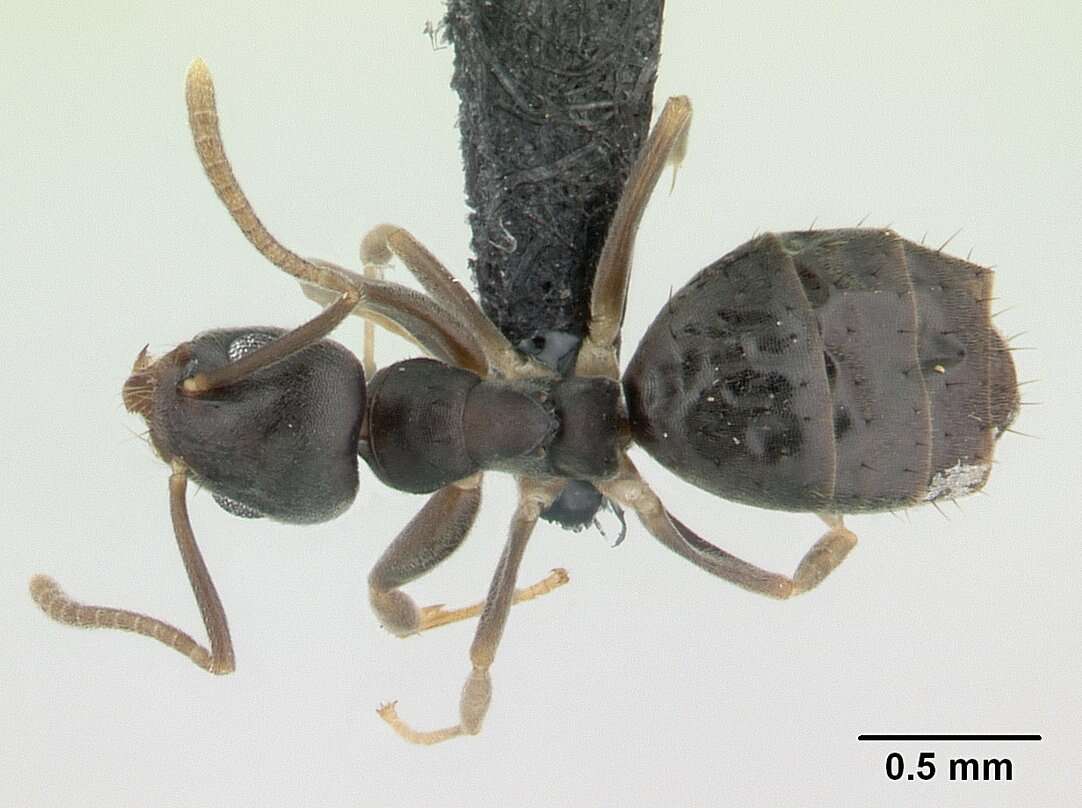 Image of Technomyrmex vitiensis