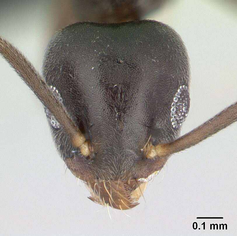 Image of Technomyrmex vitiensis