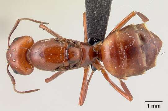 Image of Camponotus kelleri Forel 1886