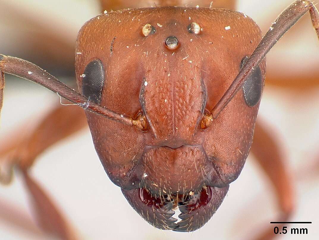 Image of Camponotus kelleri Forel 1886