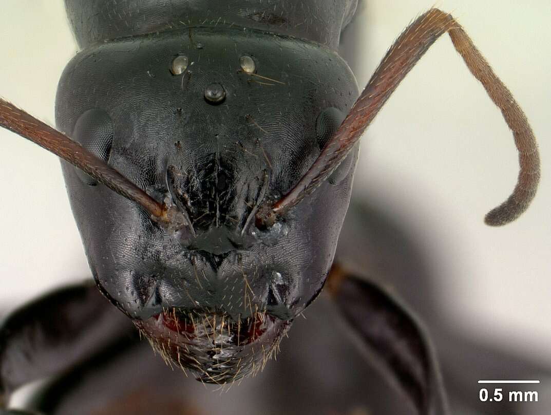 Imagem de Camponotus mocquerysi Emery 1899