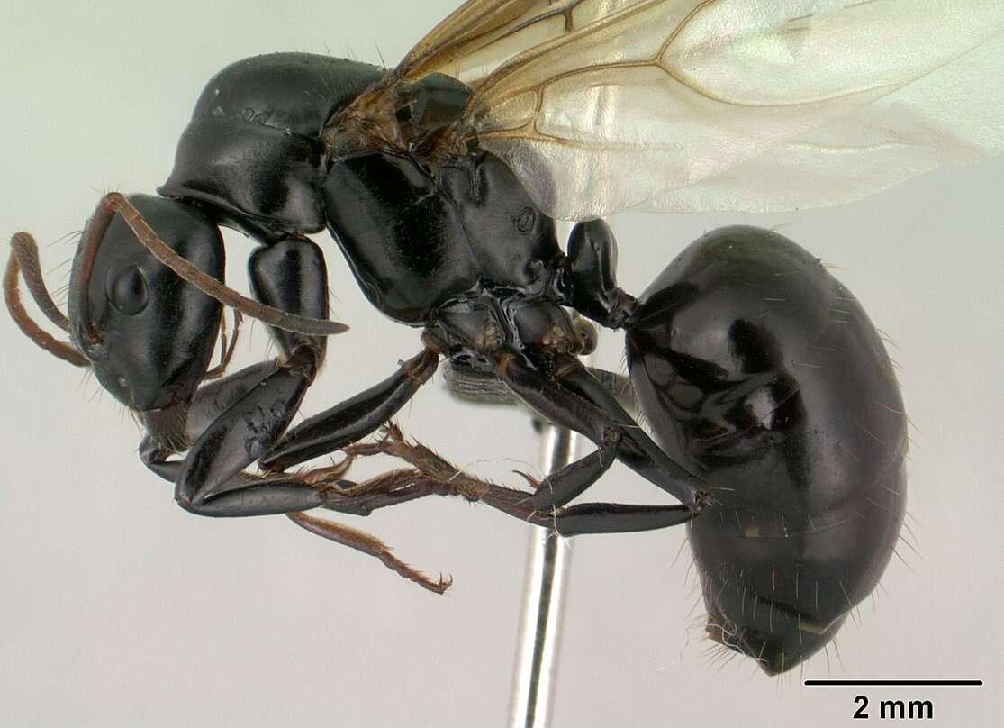 Imagem de Camponotus mocquerysi Emery 1899