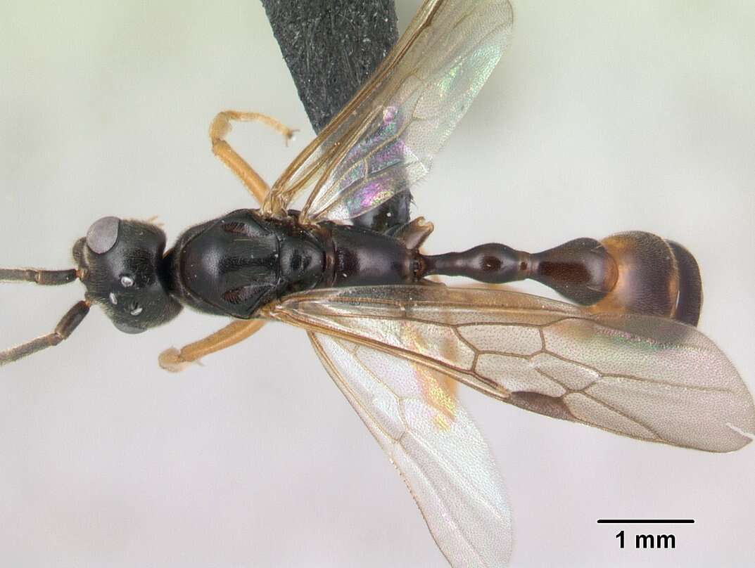 Image of Tetraponera grandidieri (Forel 1891)