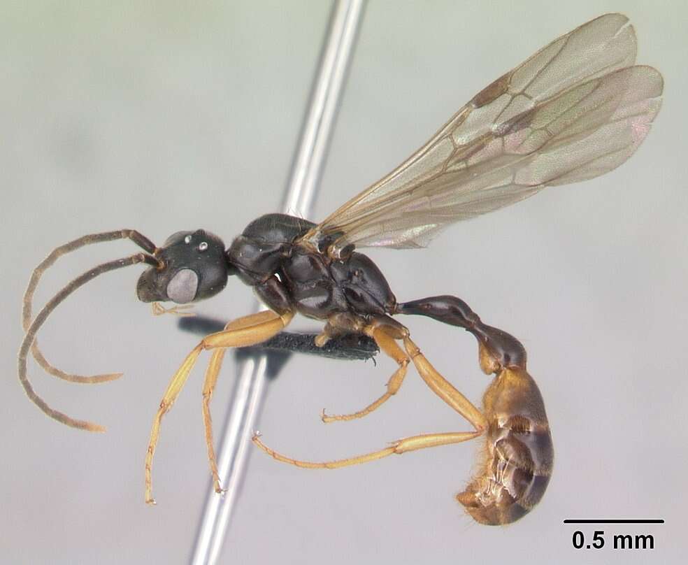 Image of Tetraponera grandidieri (Forel 1891)