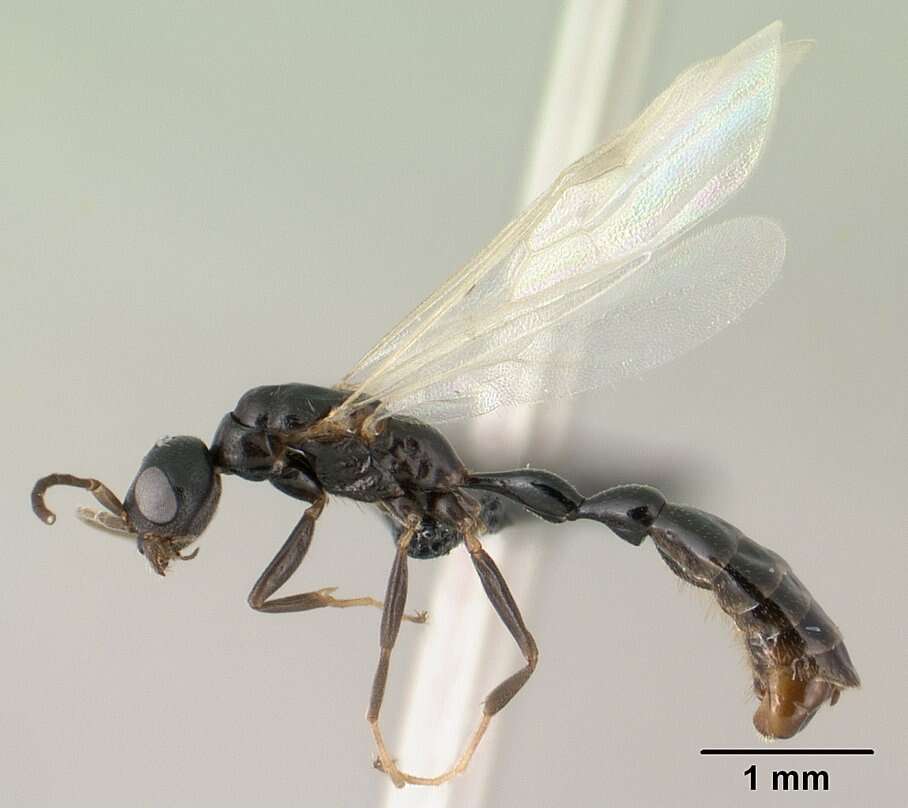 Image of Tetraponera sahlbergii (Forel 1887)