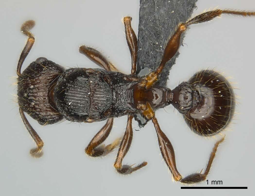 Image of Tetramorium steinheili Forel 1892