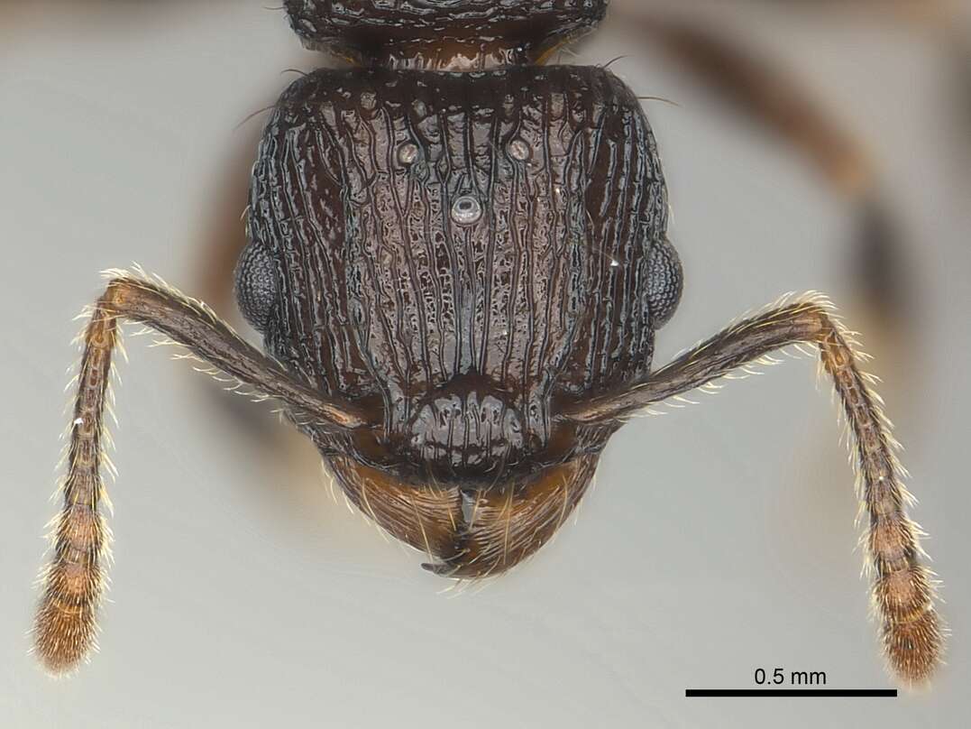 Image of Tetramorium steinheili Forel 1892