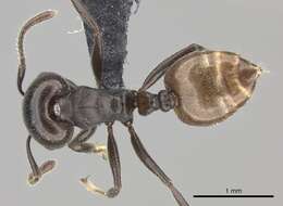 Image of Crematogaster mafybe