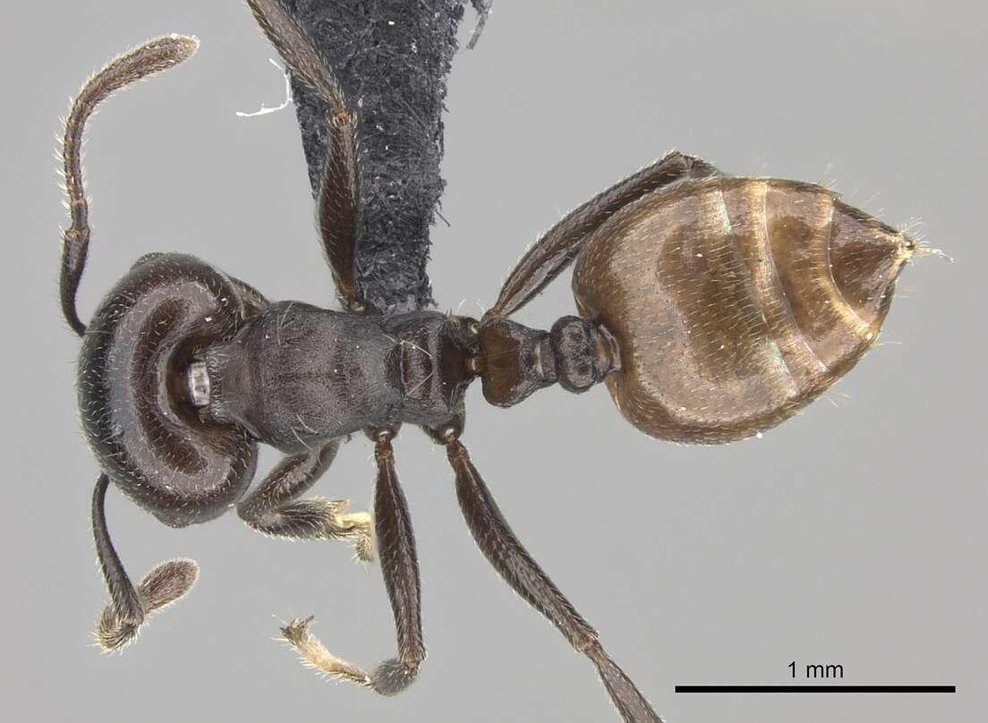 Image of Crematogaster mafybe