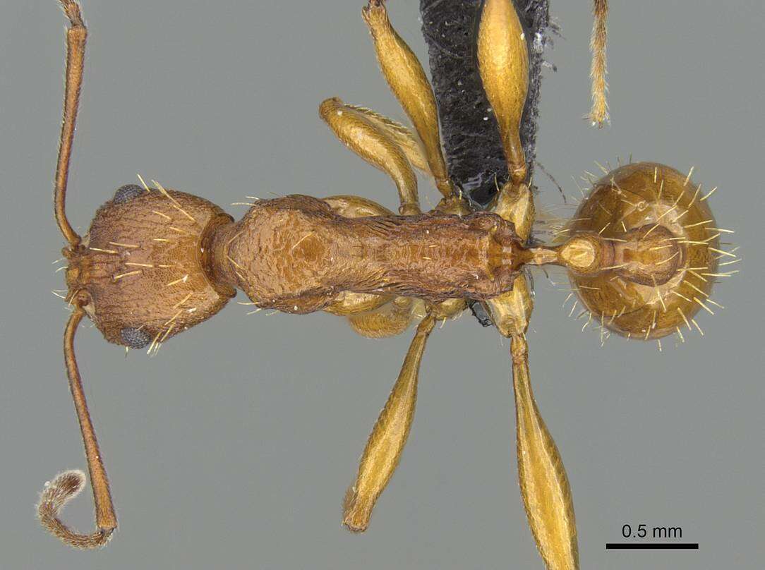 Image of <i>Malagidris dulcis</i>