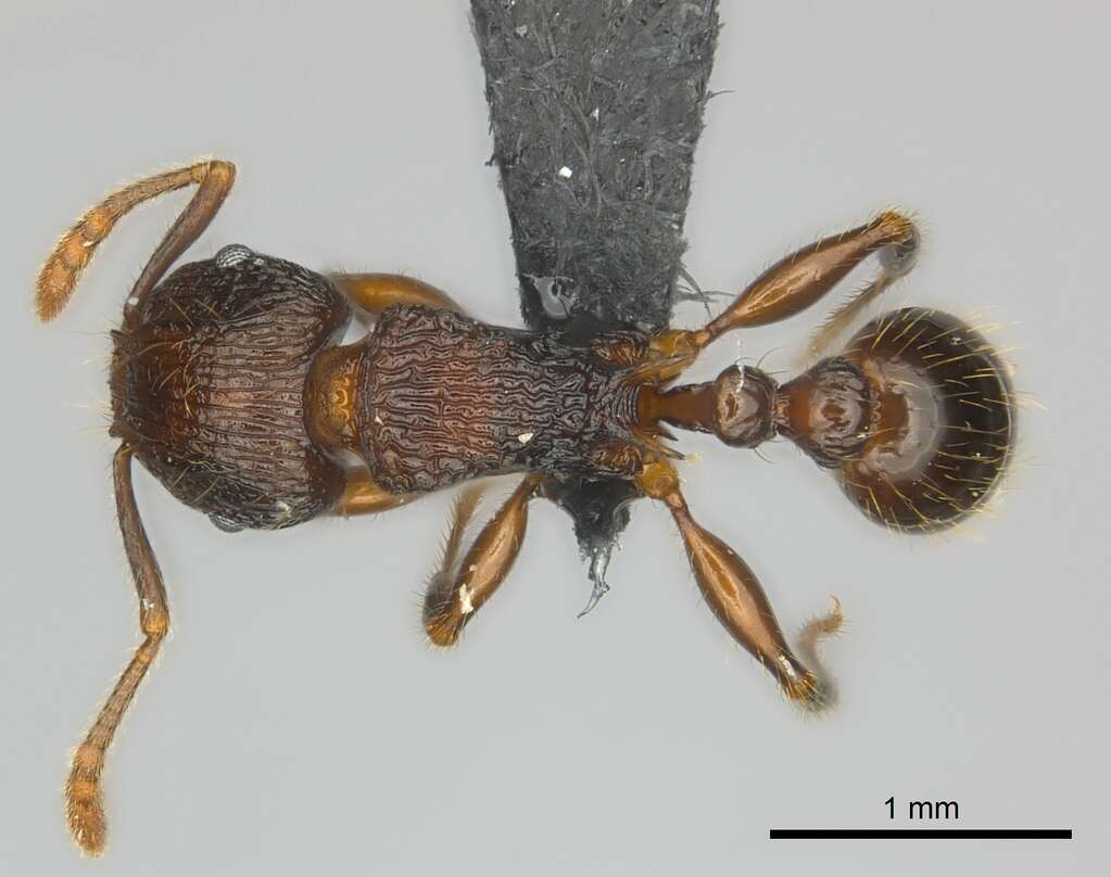 Image of Tetramorium steinheili Forel 1892