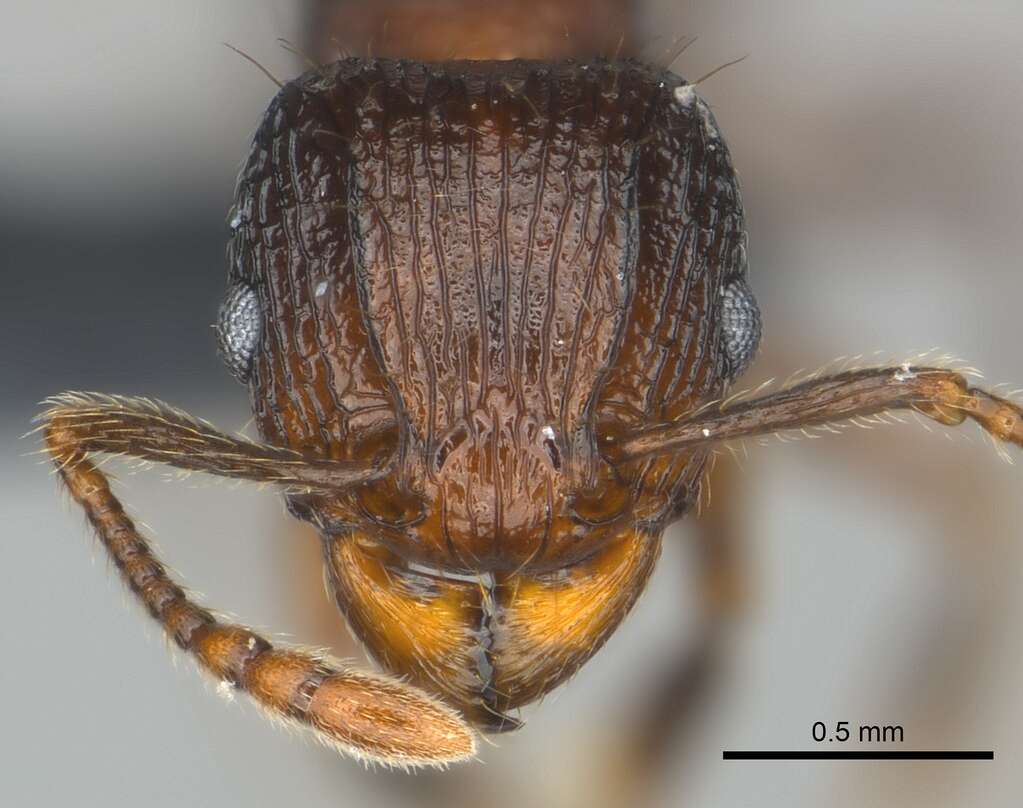 Image of Tetramorium steinheili Forel 1892