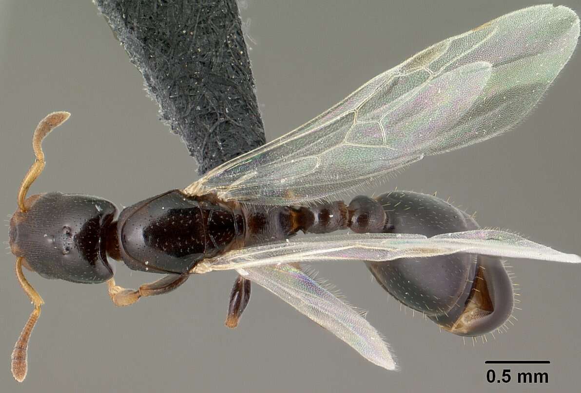 Imagem de Myrmicinae