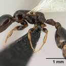 Image of Nesomyrmex brevicornis
