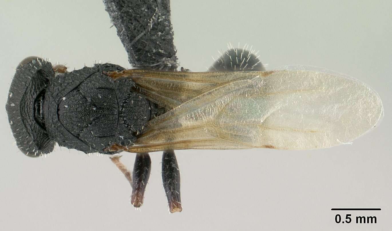 Image of Cataulacus ebrardi Forel 1886