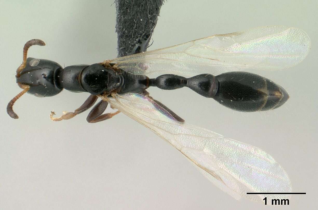 Image of Tetraponera sahlbergii (Forel 1887)