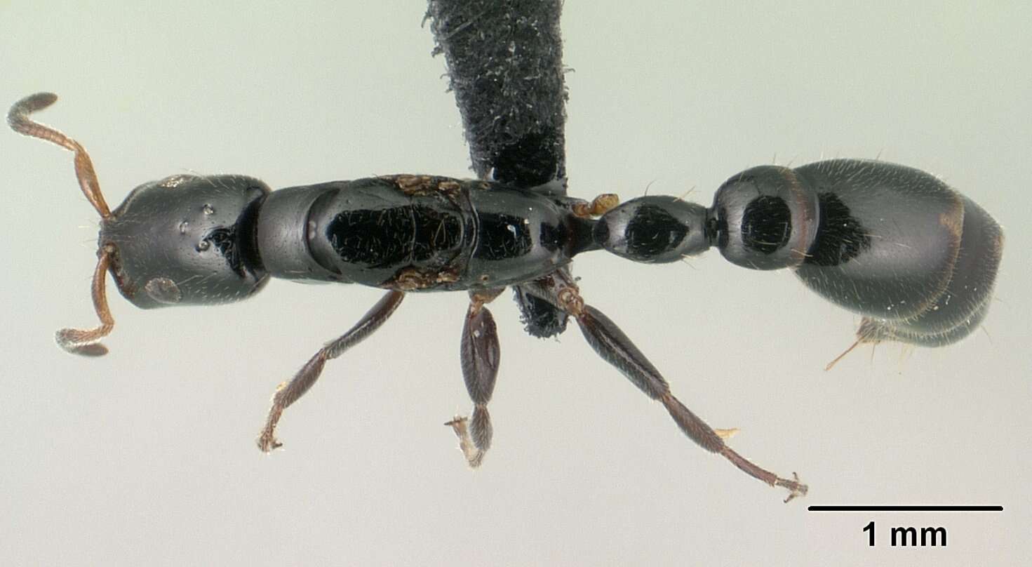 Image of Tetraponera perlonga Santschi 1928