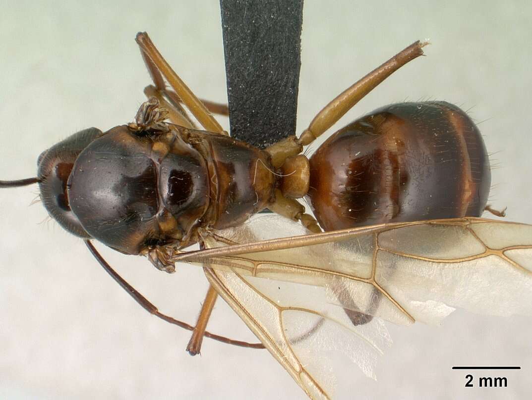 Image of Camponotus dufouri Forel 1891