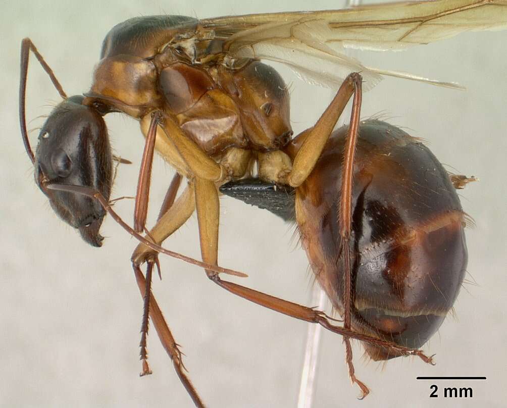 Image of Camponotus dufouri Forel 1891