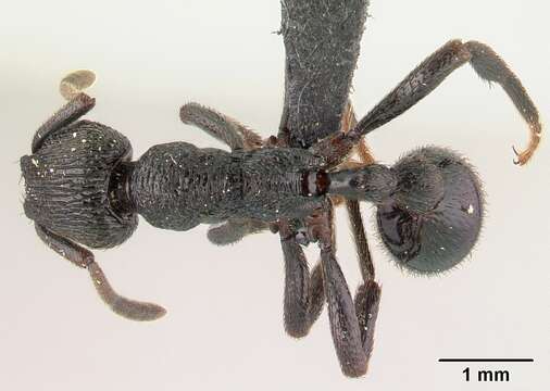 Image of Eutetramorium monticellii Emery 1899