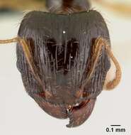 Image of Pheidole megatron