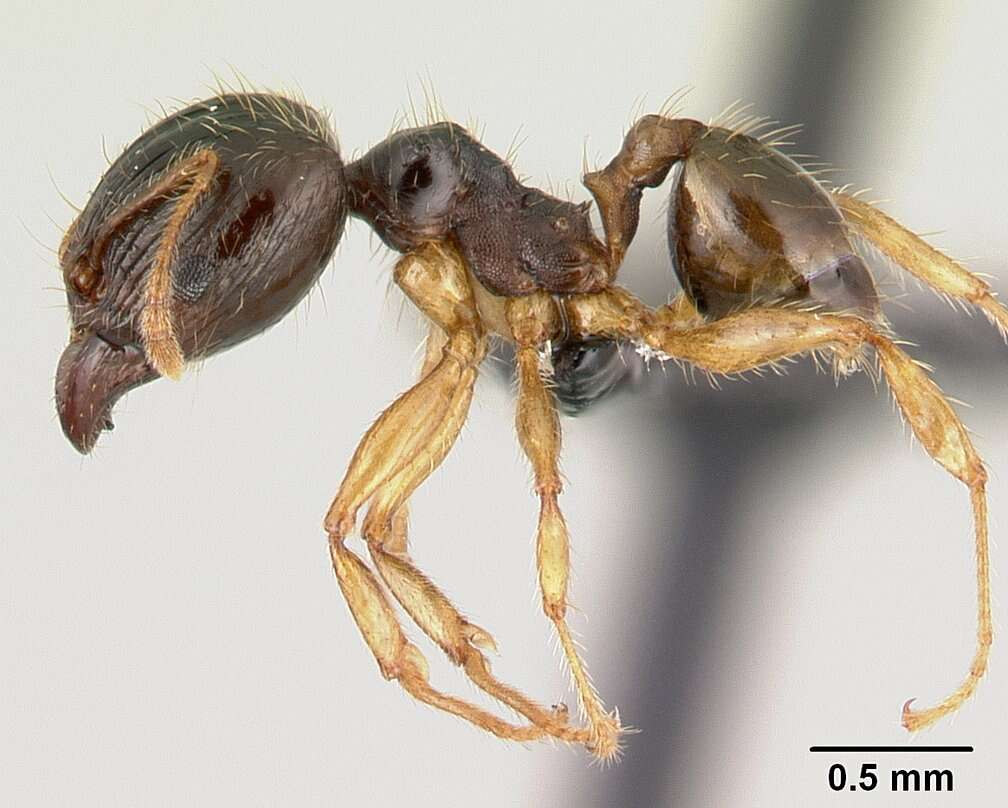 Plancia ëd Pheidole megatron