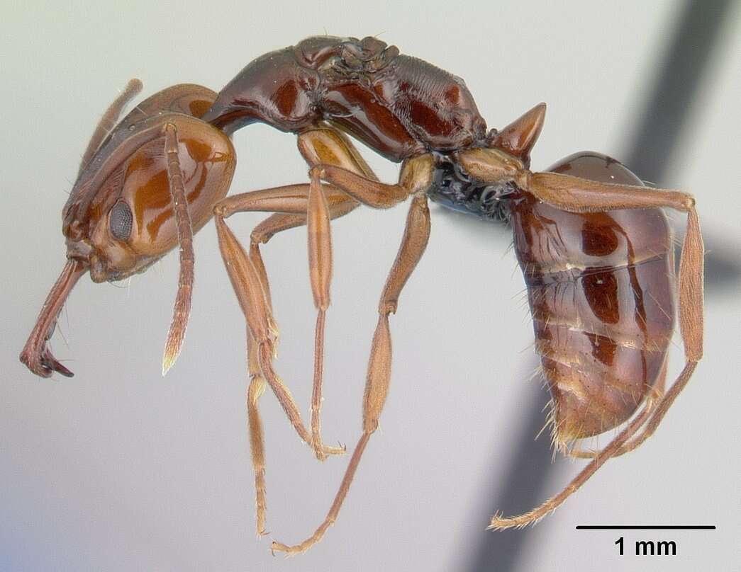 Image of Anochetus madagascarensis Forel 1887