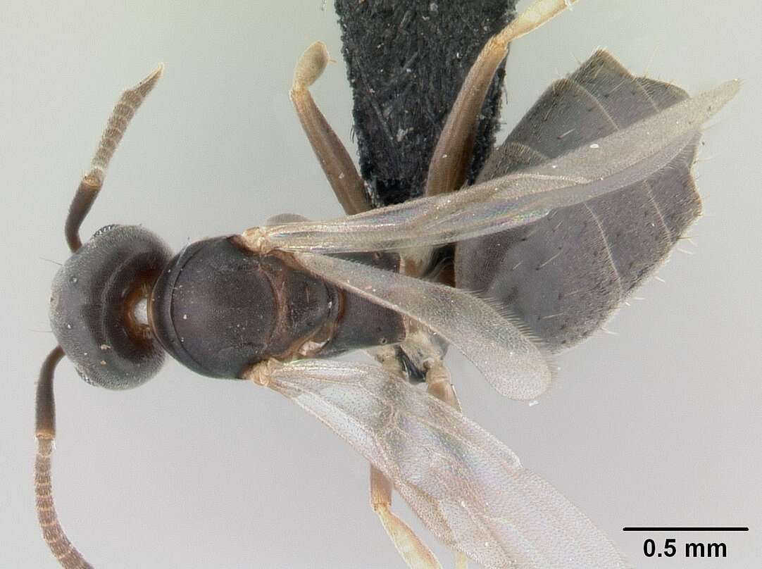 Image of Technomyrmex vitiensis