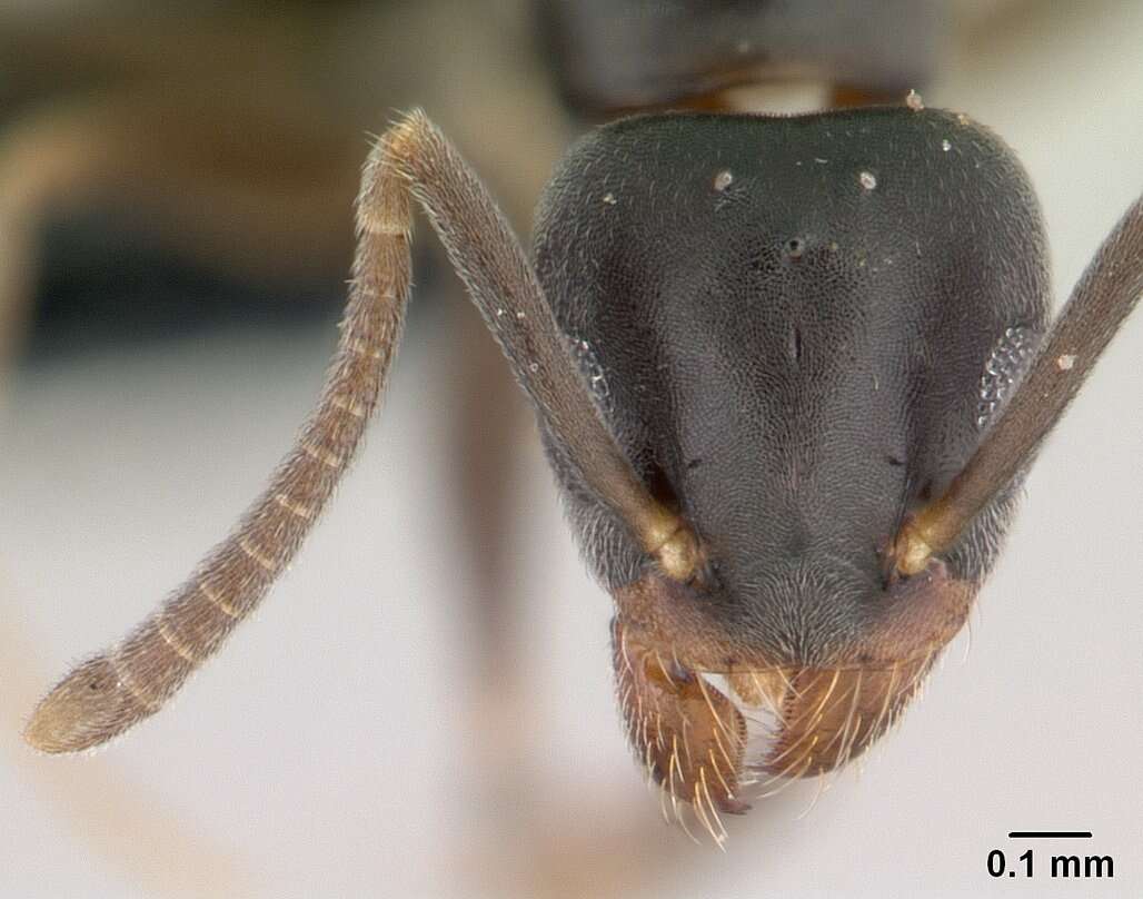 Image of Technomyrmex vitiensis