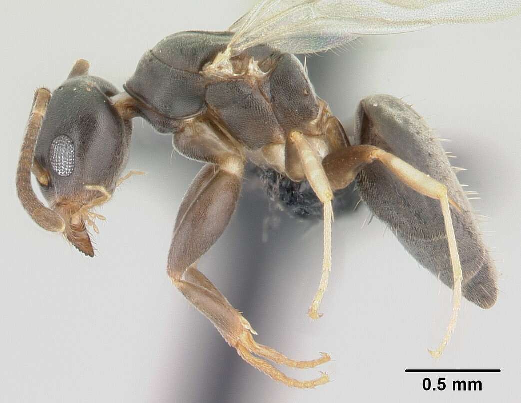 Image of Technomyrmex vitiensis