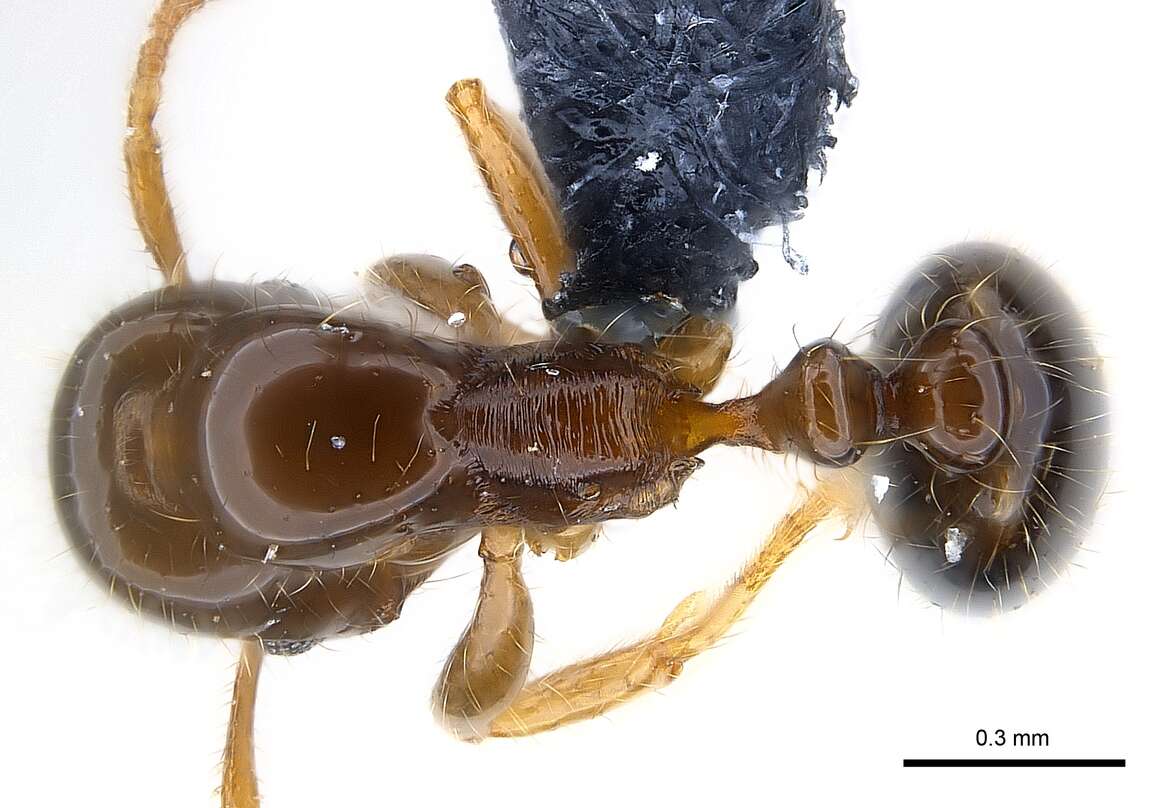 Image of Erromyrma latinodis