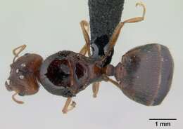 Image of Pheidole decepticon