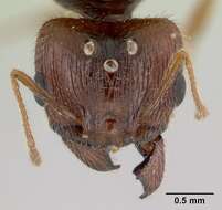 Image of Pheidole decepticon