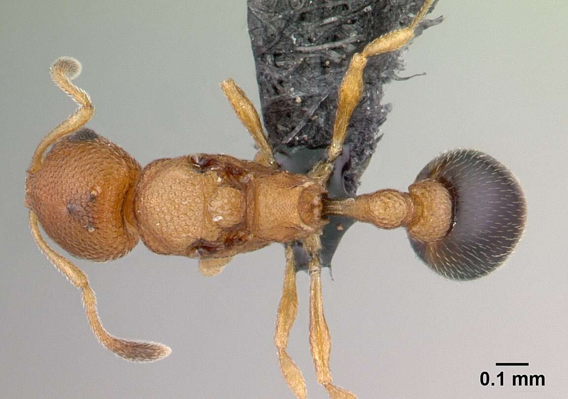 Image of Tramp Ants