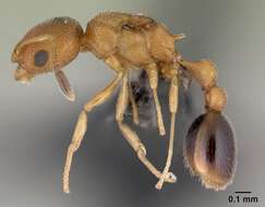 Image of Tramp Ants