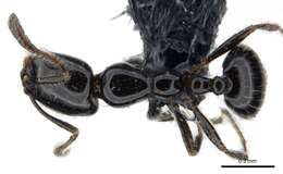 Imagem de Monomorium nigricans