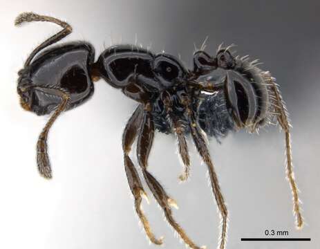 Imagem de Monomorium nigricans